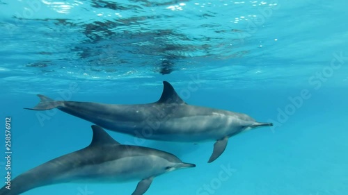 Slow motion, Two dolphins, mom and young dolphin slowly swims in a circle under surface in blue water. Spinner Dolphin (Stenella longirostris) Closeup, Underwater shot. Red Sea photo