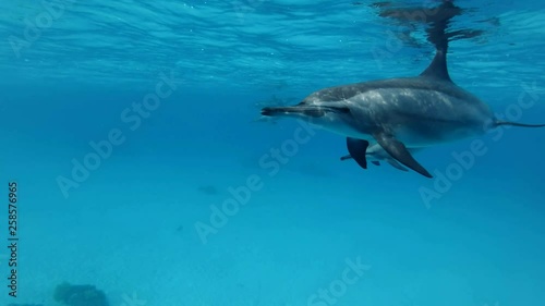 Wallpaper Mural Super slow motion, Mother who shielded young dolphin swimming under surface in the blue water. Spinner Dolphin (Stenella longirostris) Closeup, Underwater shot. Red Sea Torontodigital.ca