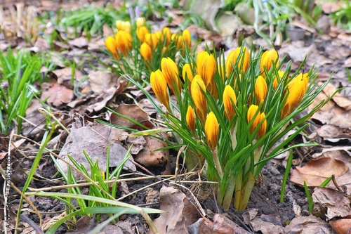 yellow flowers in the garden