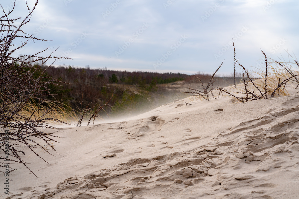 the seashore dunes and the feet are visible in the sand; the wind blows sand between the sharp dune plants the seashore dunes and the feet are visible in the sand; the wind blows sand between the sharp dune plants