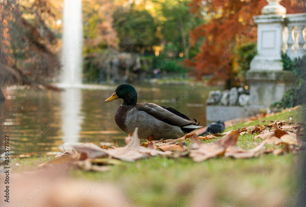 Pato en el Parque del Retiro, Madrid Pato en el Parque del Retiro, Madrid