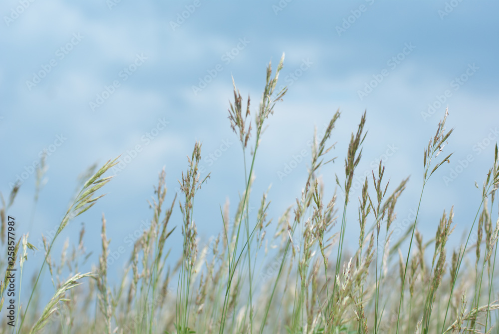 Fototapeta premium Sommerlandschaft