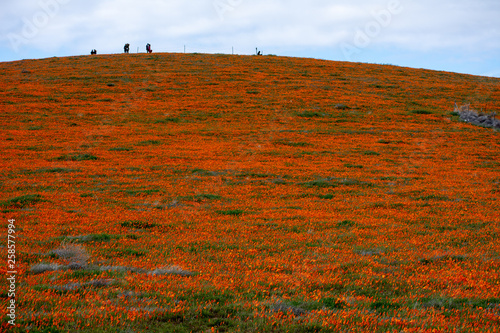California Poppy field in the desert on cloudy day with sunbeams coming through clouds (Eschscholzia californica) and a sloping upwards hill, panorama