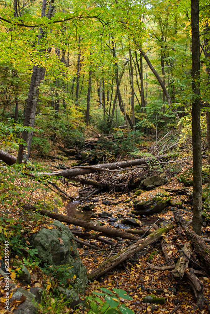 early autumn forrest trees 