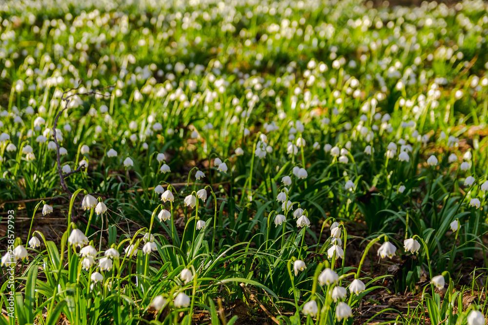 Group of  spring snowflake leucojum in forest with blured background