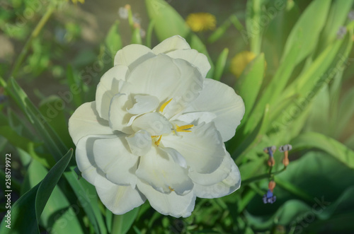 Pastel double tulips. White tulips closeup