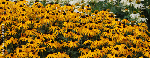 Rudbeckia. The species are commonly called coneflowers and black-eyed-susans; all are native to North America and many species are cultivated in gardens for their showy yellow or gold flower heads.  photo