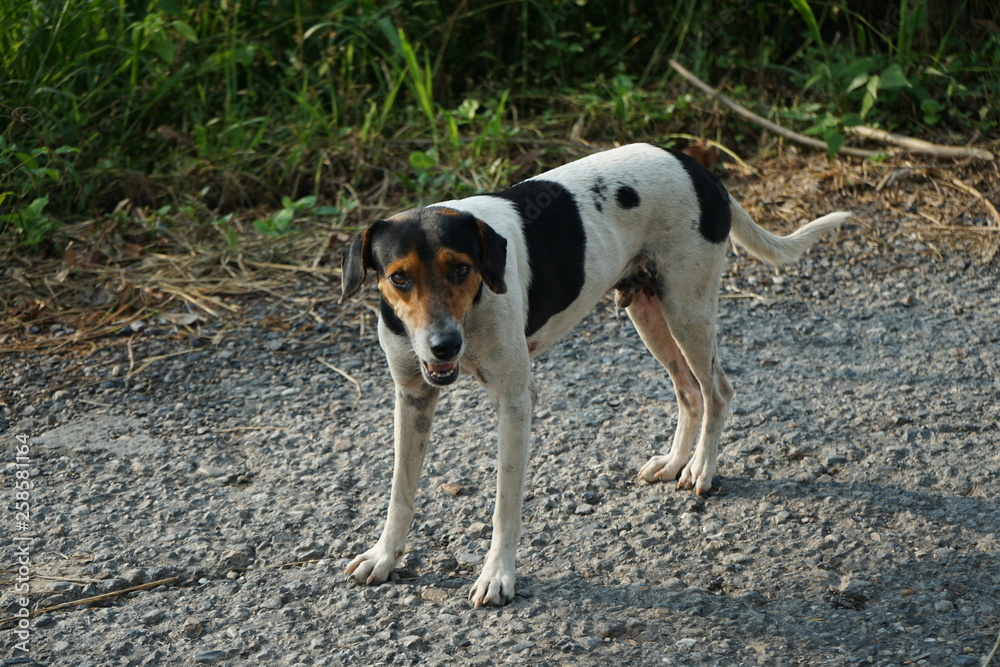 Stray dog on roadside in Colombia