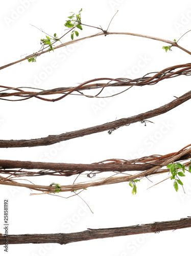 Set wild liana jungle vine isolated on white background, clipping path