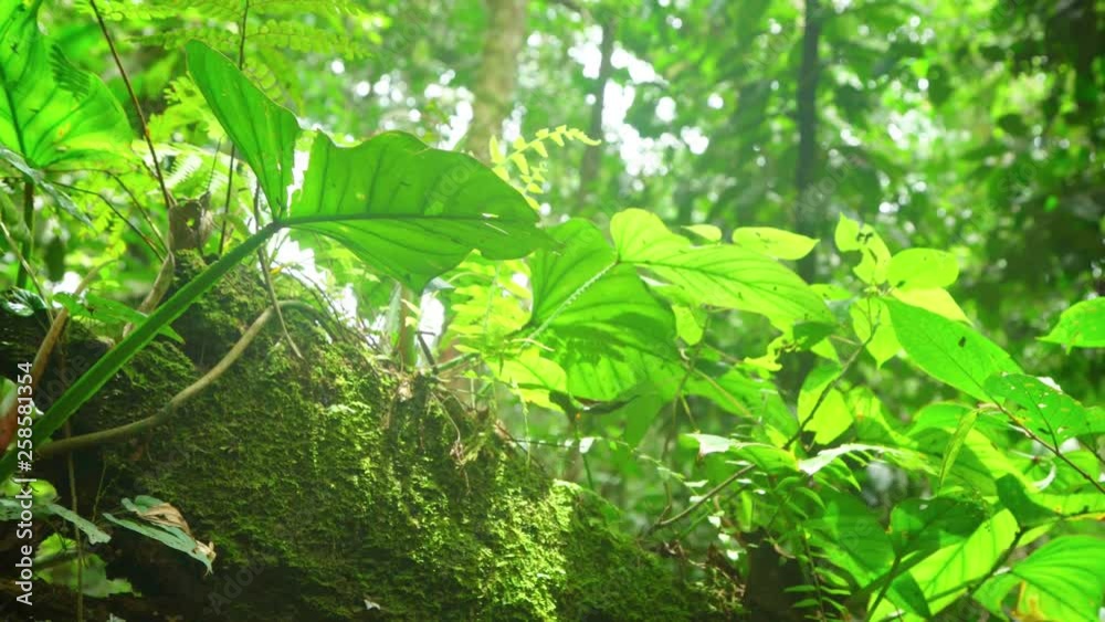 Peruvian rainforest, slider movement Peruvian rainforest, slider movement