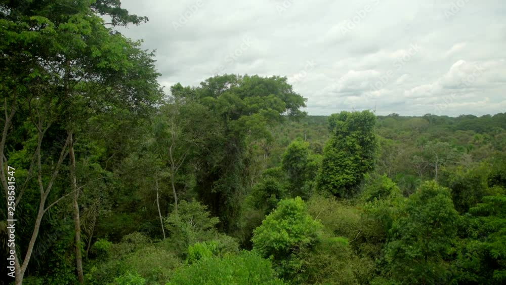 Peruvian rainforest, panoramic view Peruvian rainforest, panoramic view