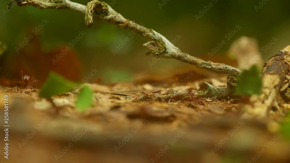 Leafcutters in the Peruvian rainforest, close-up Leafcutters in the Peruvian rainforest, close-up