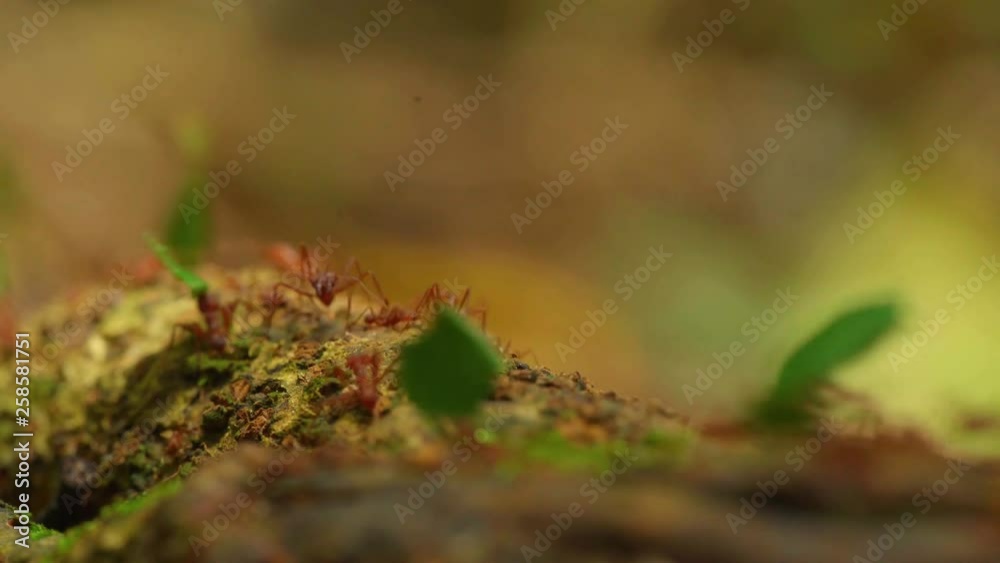 Leafcutters in the Peruvian rainforest, close-up Leafcutters in the Peruvian rainforest, close-up