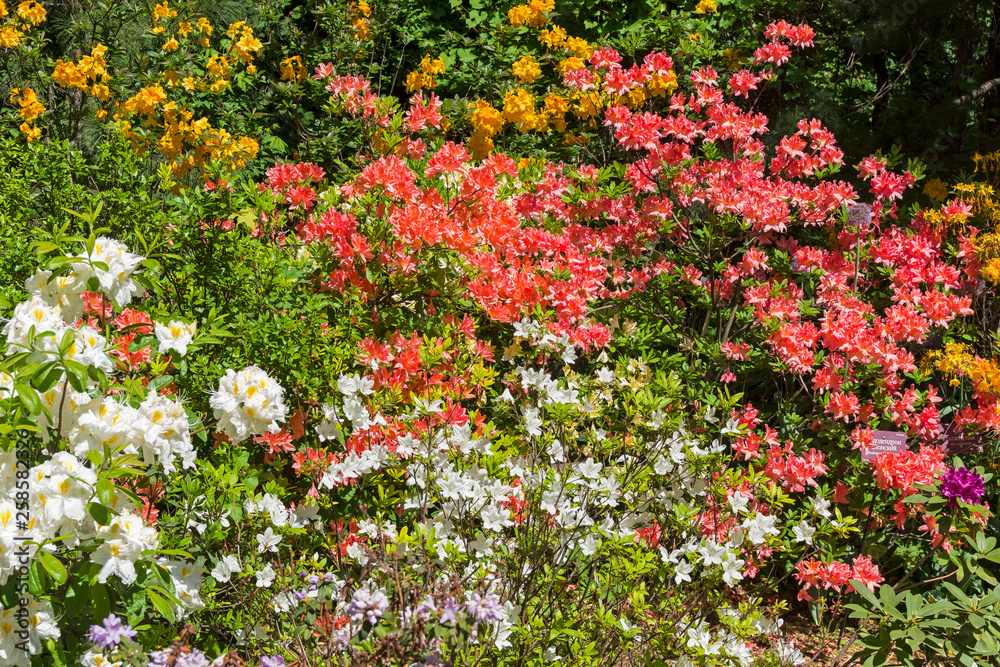 Blooming multicolored rhododendrons.