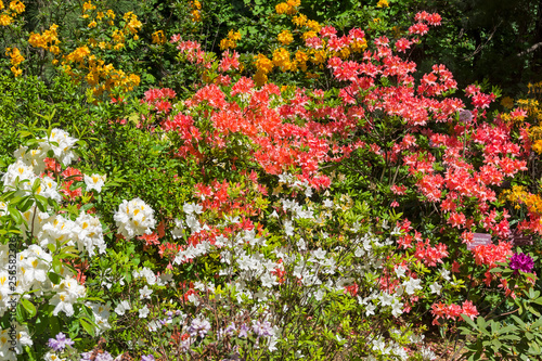 Fototapeta Naklejka Na Ścianę i Meble -  Blooming multicolored rhododendrons.