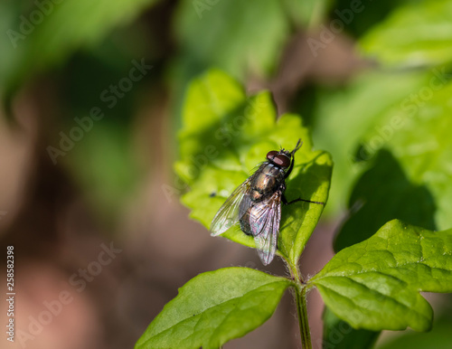 A common green bottle fly Lucilia sericata) resting on a leaf.