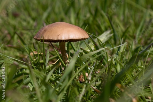 mushroom in forest