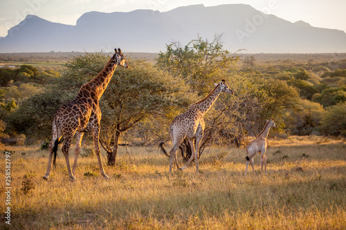 Giraffe Family Walking