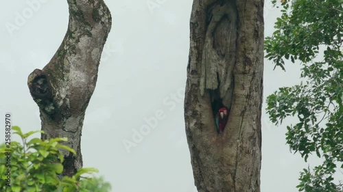 Red-green macaw at the nest photo