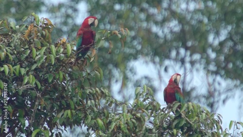 Red-and-green macaw in tree, Slowmotion photo