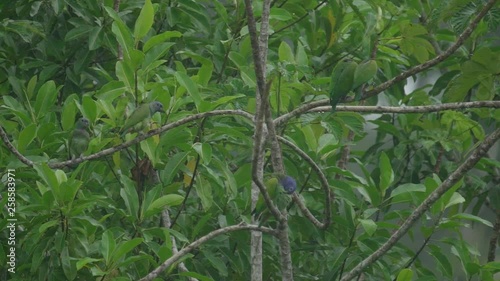 Red and green macaw in the Peruvian rainforest photo