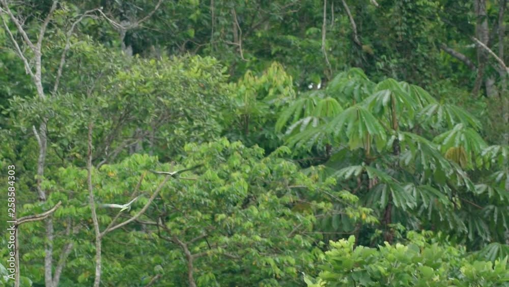 Macaws flying in the Peruvian rainforest Macaws flying in the Peruvian rainforest