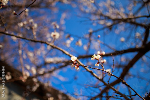 Spring warm blossom