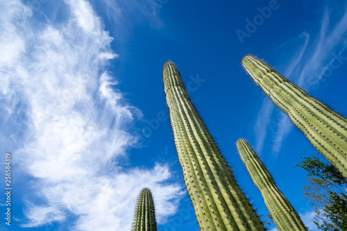 Close up of the organ pipe cactus in Arizona, looking up to a blue sky with clouds, in Organ PIpe National Monument