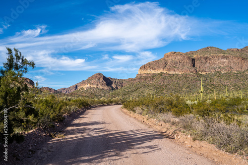 Ajo Mountain Drive, an unpaved dirt road through Organ Pipe Cactus National Monument. Sagurao cactus line the road photo