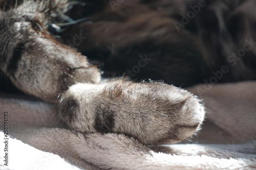 Pattes de chat