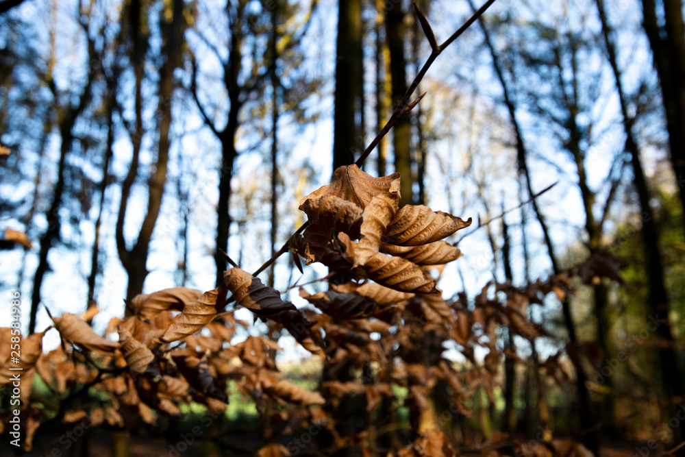 Brown autumn leaves on tree in forest with shallow depth of field Brown autumn leaves on tree in forest with shallow depth of field