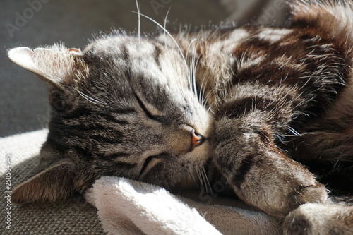 chat tigré endormi