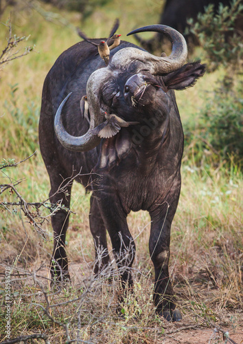 Buffalo in South Africa
