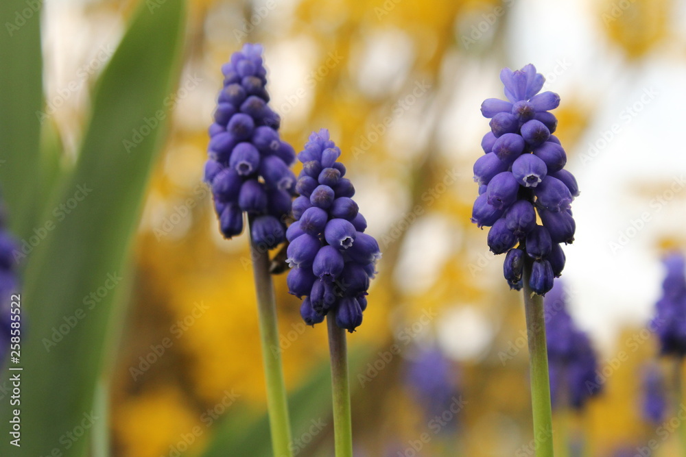 three blue grape hyacinths closeup and a yellow, white and green background in the garden in springtime three blue grape hyacinths closeup and a yellow, white and green background in the garden in springtime