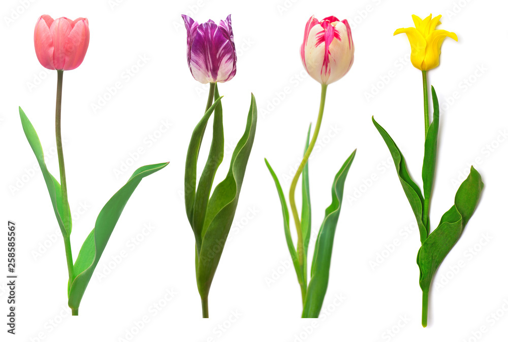 Collection colorful different flowers tulips isolated on a white background. Spring time, beautiful floral delicate composition. Creative concept. Flat lay, top view Collection colorful different flowers tulips isolated on a white background. Spring time, beautiful floral delicate composition. Creative concept. Flat lay, top view