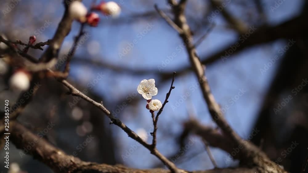 Fresh spring blossoms on a warm sunny day Fresh spring blossoms on a warm sunny day