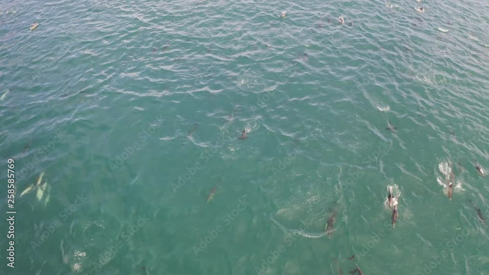 Reverse reveal enormous pod of dolphins and seals Reverse reveal enormous pod of dolphins and seals