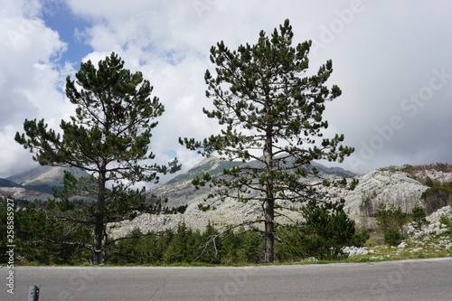 Conifère en montagne