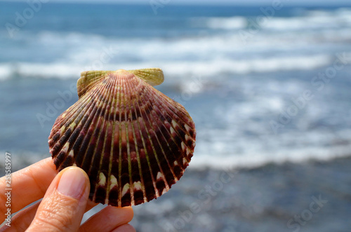 Hand holding sea shell on a blurred ocean waves background. Seashell in women's fingers against sea water with space for text.Summer vacation,relax or travel concept. Selective focus. 