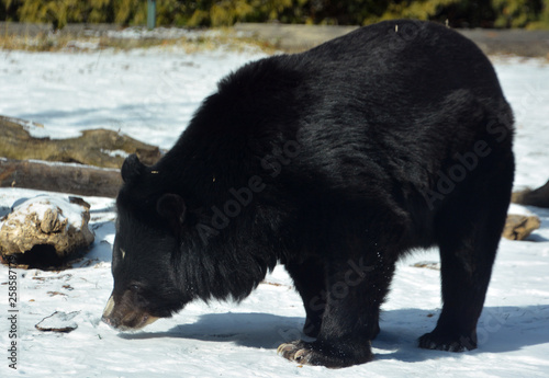 Asian black bear (Ursus thibetanus or Selenarctos thibetanus), also moon or white-chested bear, is a medium-sized bear species native to Asia and largely adapted to arboreal life photo