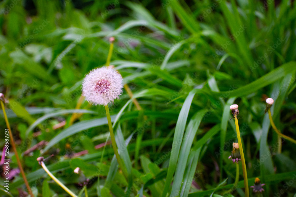 Dandelion with Green Garden Background with soft focus and green bokeh Dandelion with Green Garden Background with soft focus and green bokeh