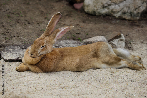 Full body of domestic male brown Flemish giant rabbit