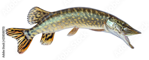 Fish pike isolated on white background