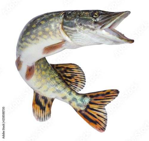 Carta da parati i pesci - Carta da parati Fish pike isolated. Freshwater alive river fish with scales