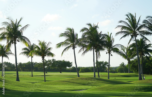 coconut trees in tropical golf course
