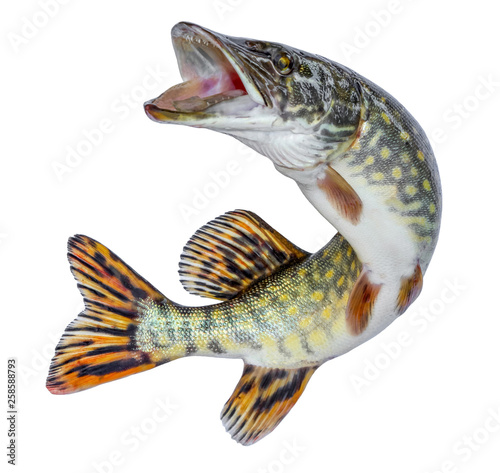 Fish pike. Jumping out of the water. Emblem isolated on a white background photo