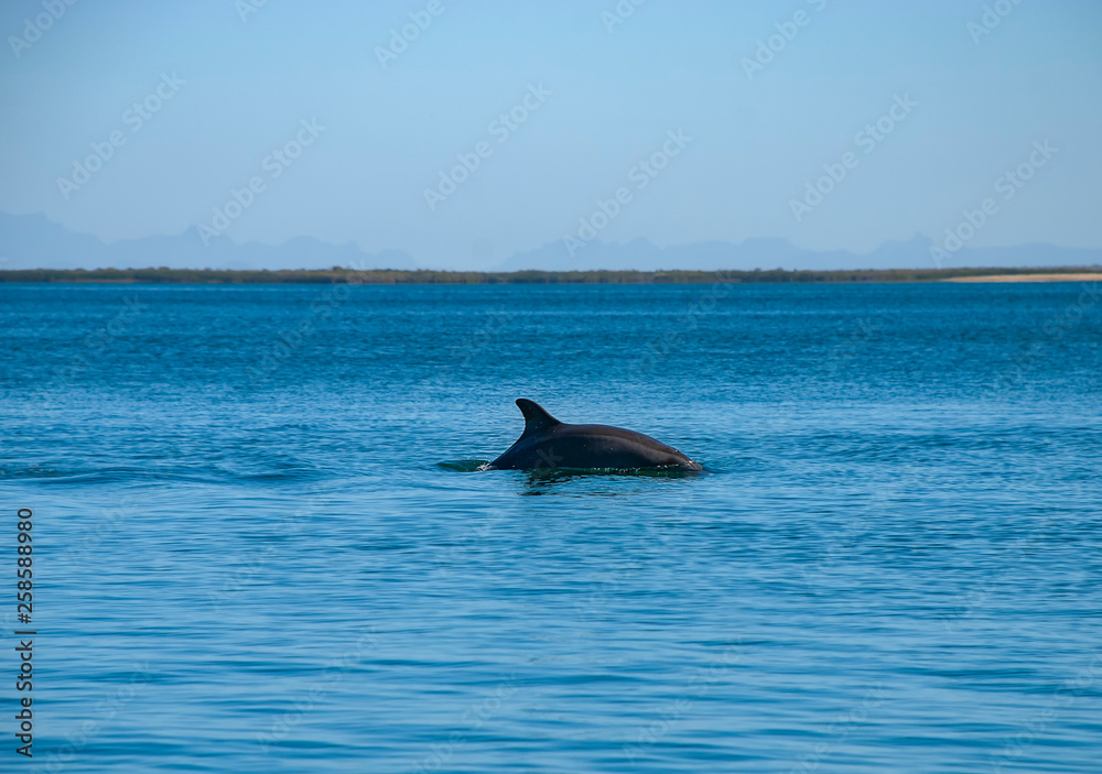 Obraz premium Bottlenose Dolphin (Tursiops truncatus)