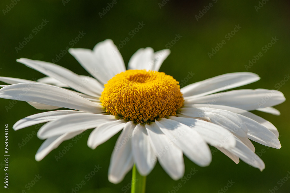 Obraz premium Daisy flower meadow in the morning on a green blurred background, close-up. Web banner.