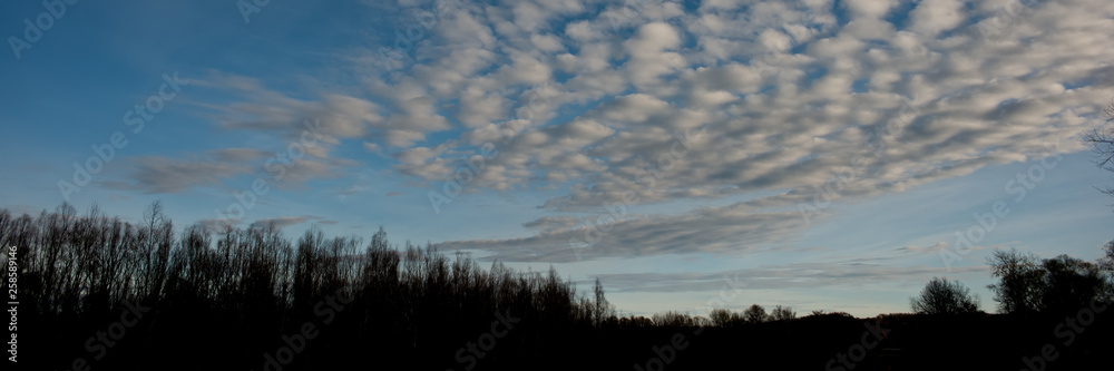 cirrus clouds in the evening sky and dark silhouettes of trees on the horizon.