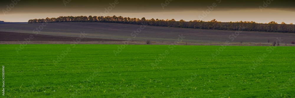 Green field of winter wheat against the background of a plowed field in a hilly area, landscape panorama. Web banner.